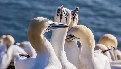 开云体育：引领未来体育体验的全新平台