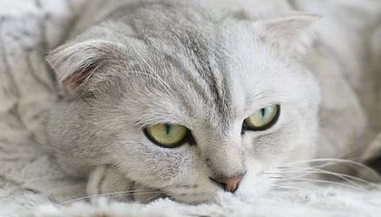 AL第四局集锦：超神赵信完美发挥击溃对手，AL强势取胜挺进下一轮