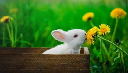 五星体育直播-TT腿筋拉伤无法参加训练 尚不确定能否出战揭幕战